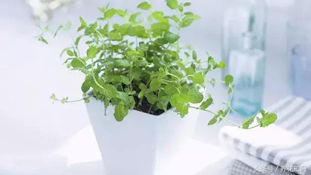 花盆裡加點這個,10年不用換盆,花兒越開越旺