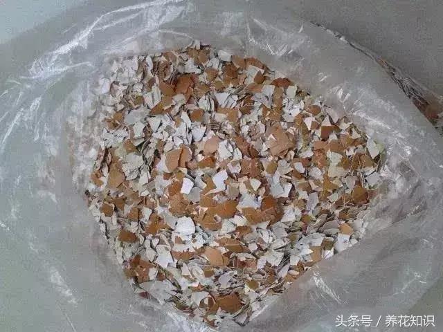 花盆裡加點這個,10年不用換盆,花兒越開越旺
