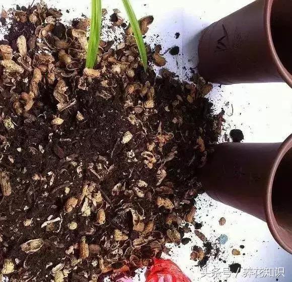 花盆裡加點這個,10年不用換盆,花兒越開越旺