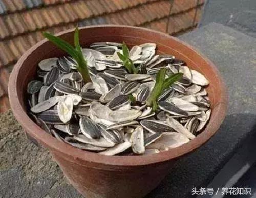 花盆裡加點這個,10年不用換盆,花兒越開越旺