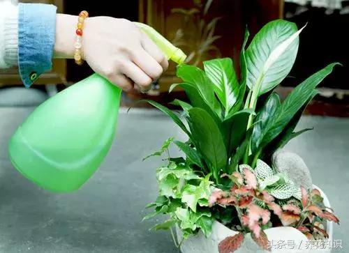 花盆裡加點這個,10年不用換盆,花兒越開越旺
