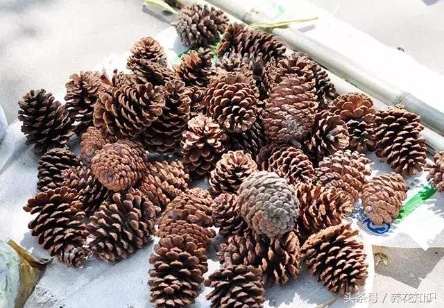 花盆裡加點這個,10年不用換盆,花兒越開越旺