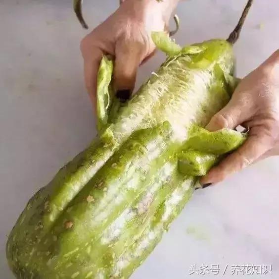 花盆裡加點這個,10年不用換盆,花兒越開越旺