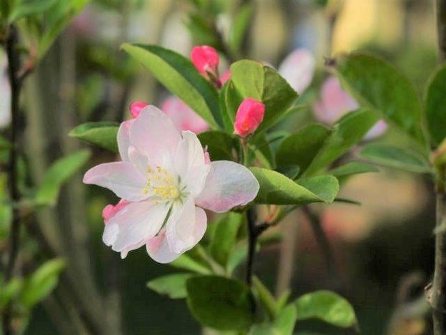 你天天吃的東西,一開花賽過牡丹月季,早知道誰還養花!