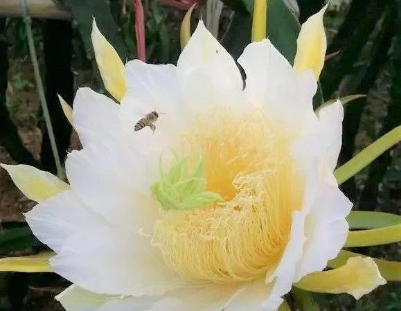 你天天吃的東西,一開花賽過牡丹月季,早知道誰還養花!
