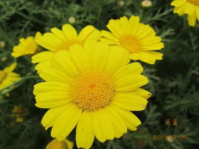 你天天吃的東西,一開花賽過牡丹月季,早知道誰還養花!