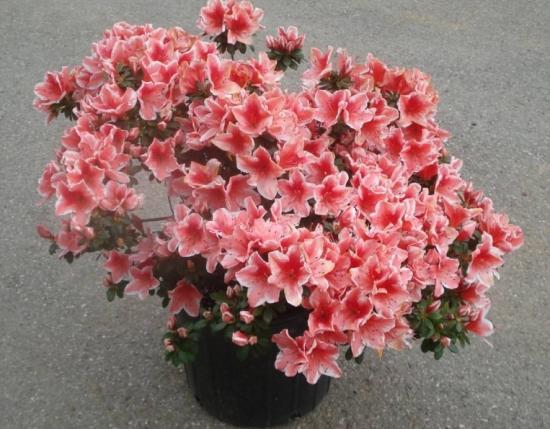 冬季裡最耐寒的12種花卉,養得好花能一直開到過完年!