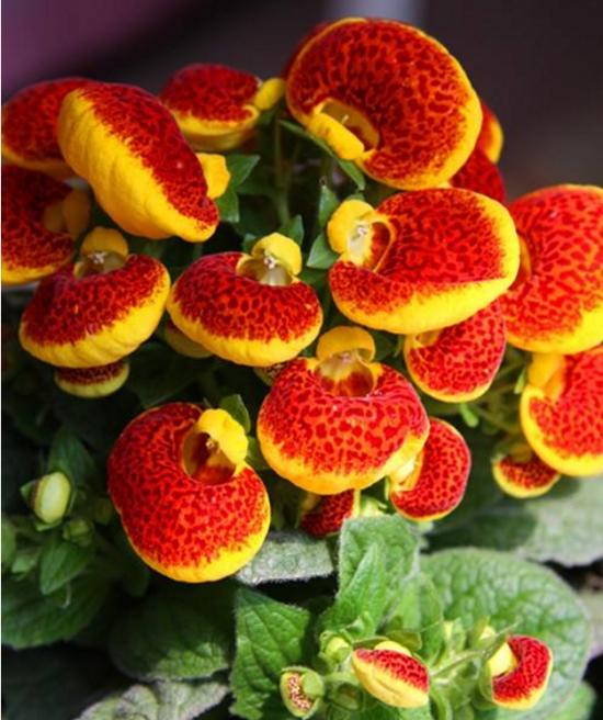 冬季裡最耐寒的12種花卉,養得好花能一直開到過完年!