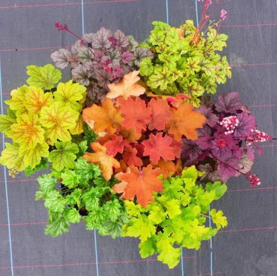 冬季裡最耐寒的12種花卉,養得好花能一直開到過完年!