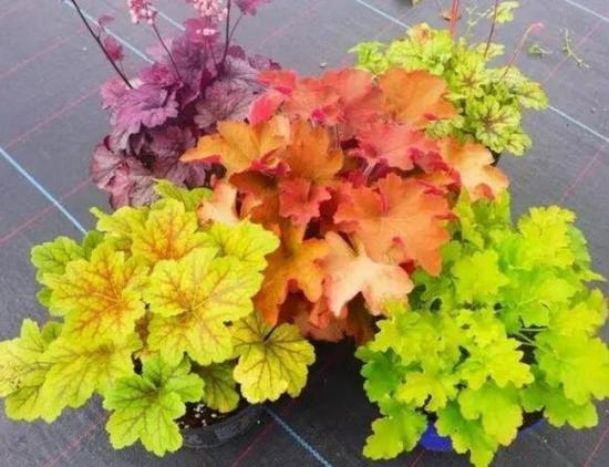 冬季裡最耐寒的12種花卉,養得好花能一直開到過完年!