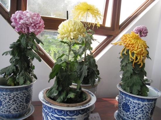 冬季裡最耐寒的12種花卉,養得好花能一直開到過完年!