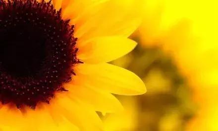 一沙一世界，一花一天堂