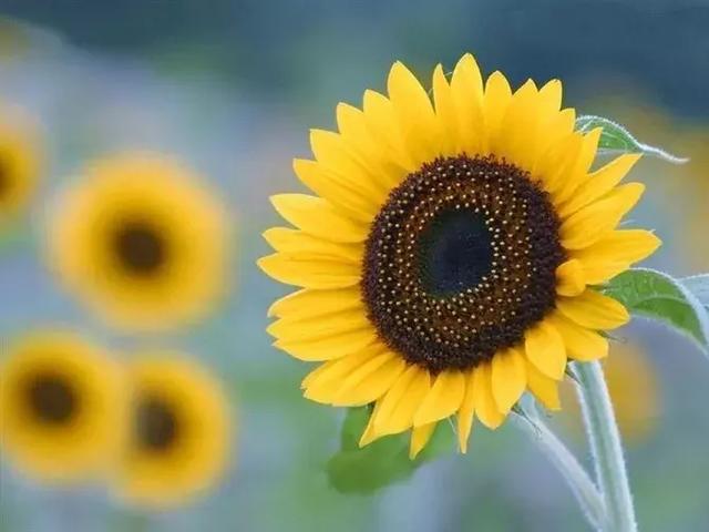 一沙一世界，一花一天堂