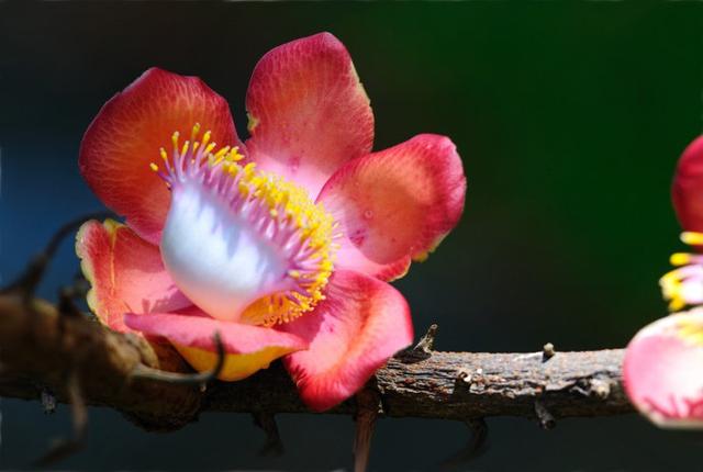 心若在，菩提花開！ 花開見佛，吉祥如意