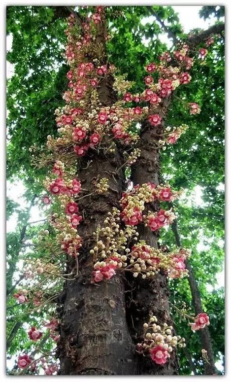 心若在，菩提花開！ 花開見佛，吉祥如意