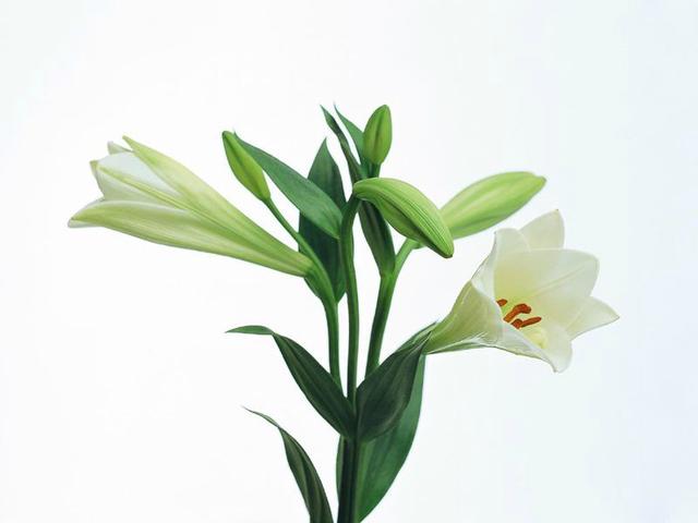花束製作有那麼難? 高級花藝師教你一些方法