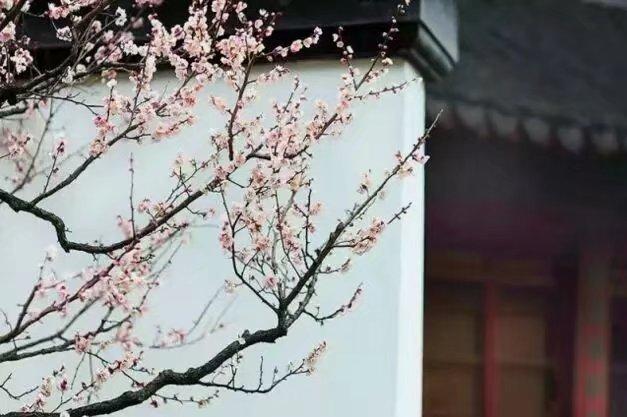 約一程時光,踏雪尋梅