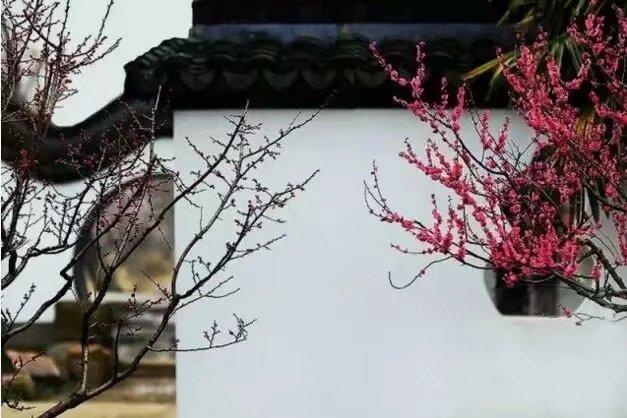約一程時光,踏雪尋梅