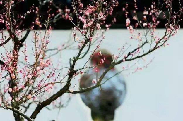約一程時光,踏雪尋梅