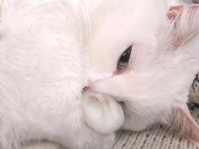 這道本來就不常見的菜“眨眼沒”