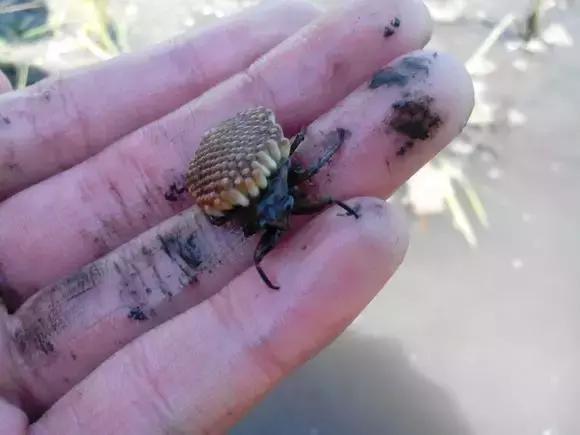 小溪里的金針菇臭不可聞,是魚蝦“殺手”釣魚人也沒有幾個人認識
