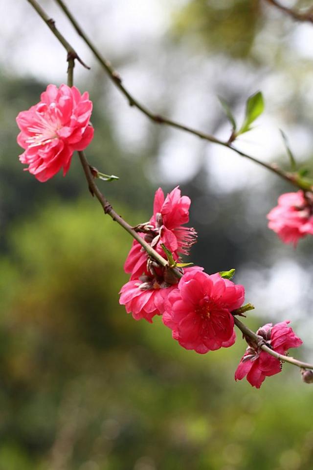 綠意萌動,花香來