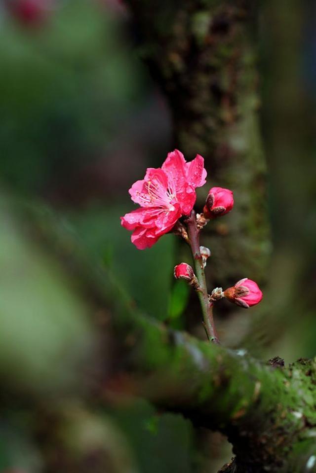 綠意萌動,花香來