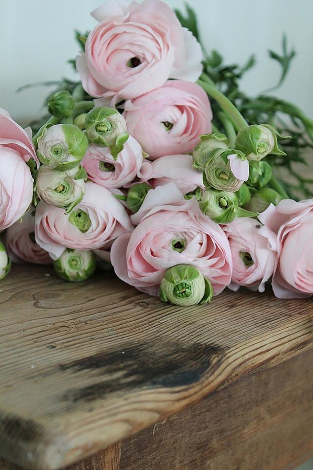 秋冬養護——花毛茛春節花開,花毛茛的天堂季節