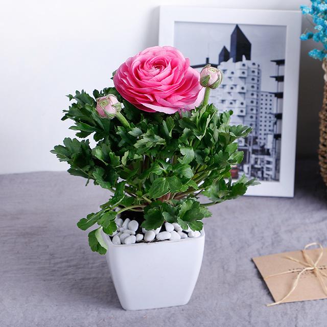 秋冬養護——花毛茛春節花開,花毛茛的天堂季節