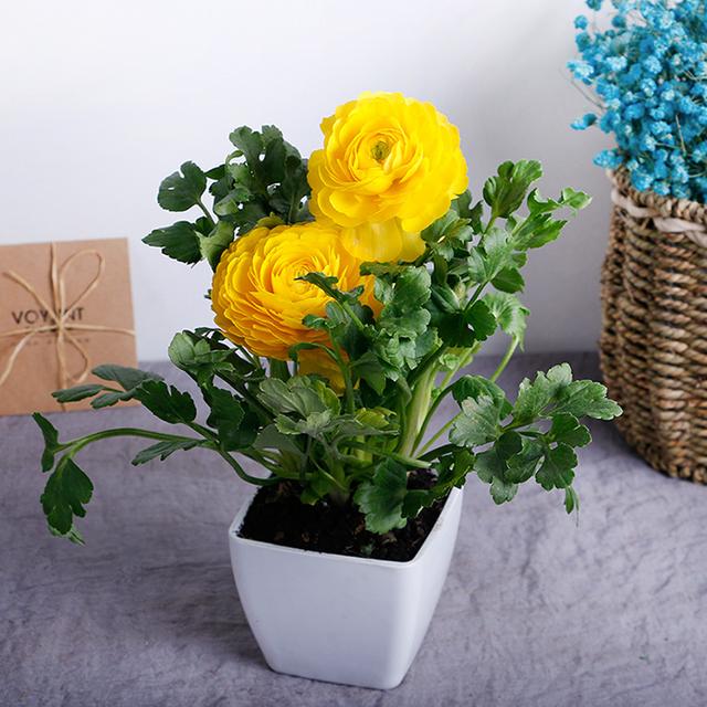 秋冬養護——花毛茛春節花開,花毛茛的天堂季節