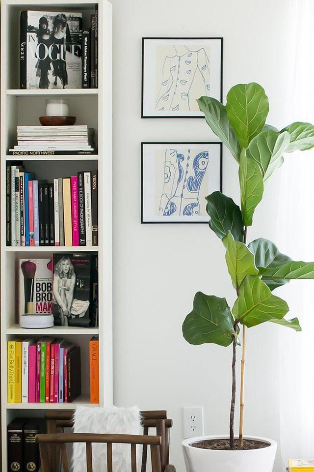 網紅綠植——琴葉榕，一種能hold住所有家居風格的綠植