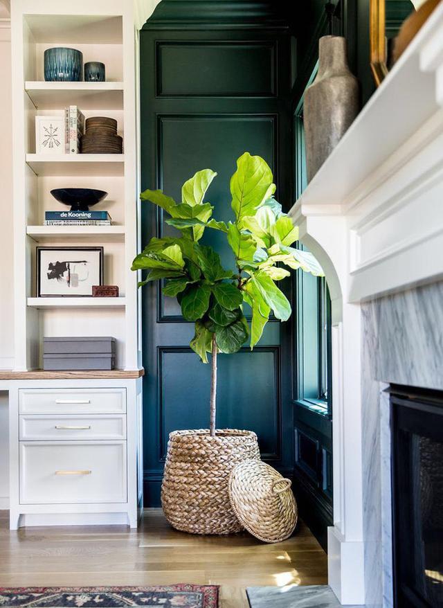 網紅綠植——琴葉榕，一種能hold住所有家居風格的綠植