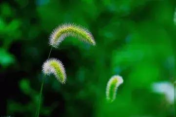 做人如草！ （寫的太好了）