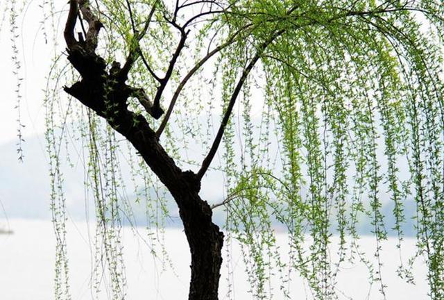 關於描寫春天的古詩詞,為孩子收藏好,考試用的著