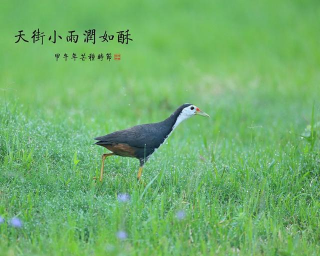 關於描寫春天的古詩詞,為孩子收藏好,考試用的著