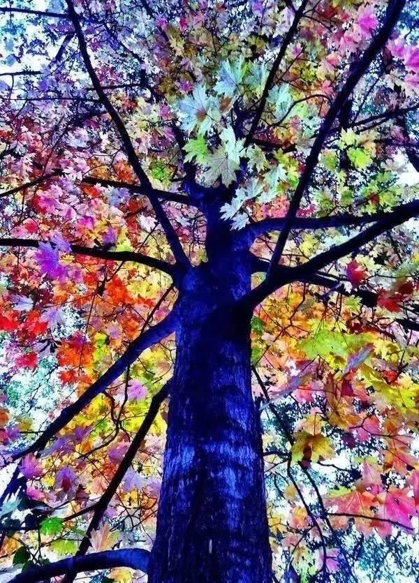 帶你看世界各地罕見的樹，太美了！