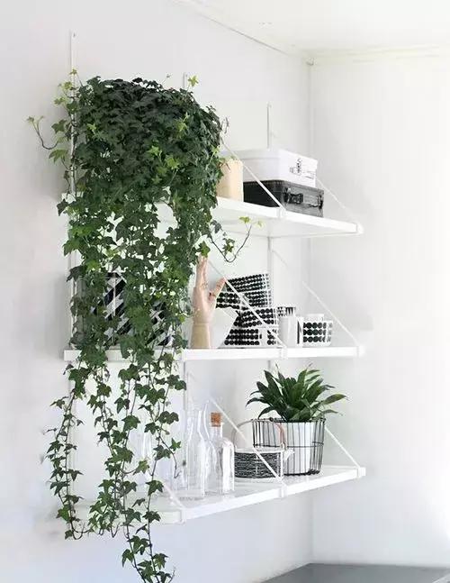 這9種植物在廚房養一盆,吸油煙除異味,再臟都不怕!