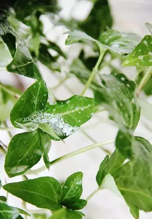 這9種植物在廚房養一盆，吸油煙除異味，再臟都不怕！