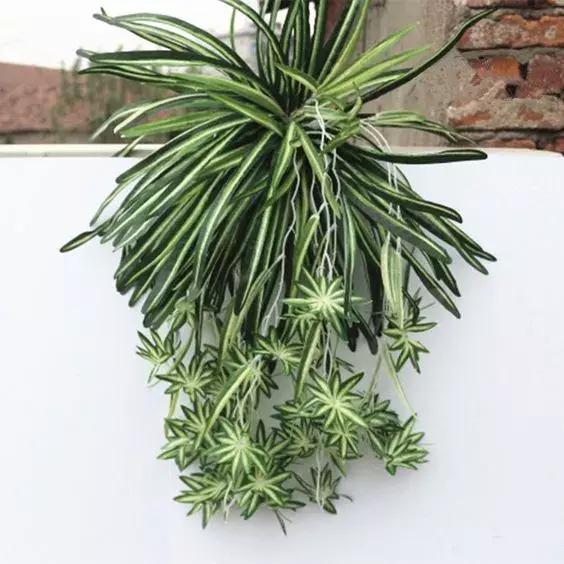 這9種植物在廚房養一盆,吸油煙除異味,再臟都不怕!