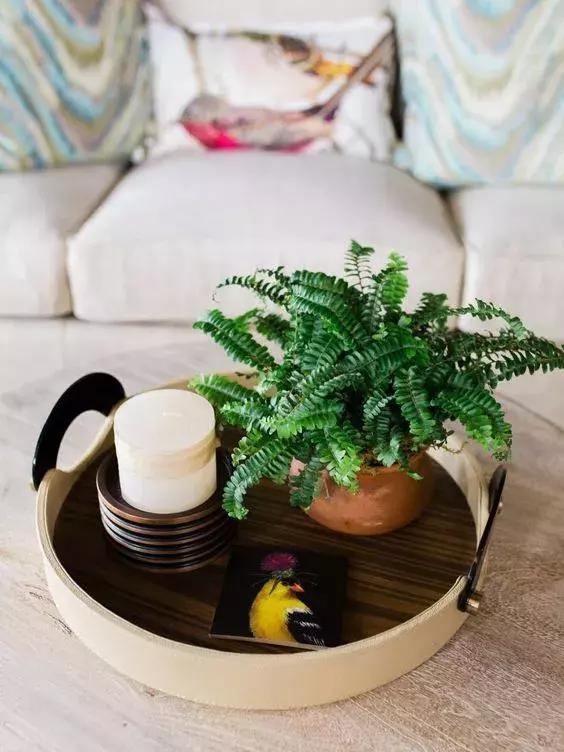 這9種植物在廚房養一盆,吸油煙除異味,再臟都不怕!
