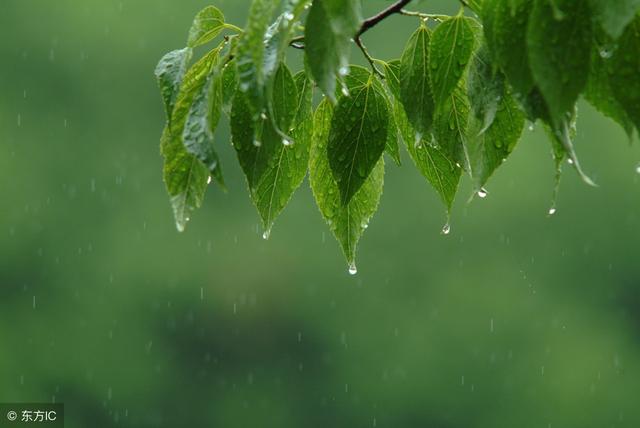 清清的雨,淺淺的笑