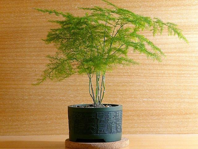 非常適合文竹的肥料,用了之後蹭蹭長,還不招蟲!