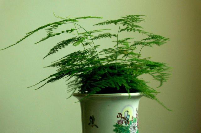 非常適合文竹的肥料,用了之後蹭蹭長,還不招蟲!