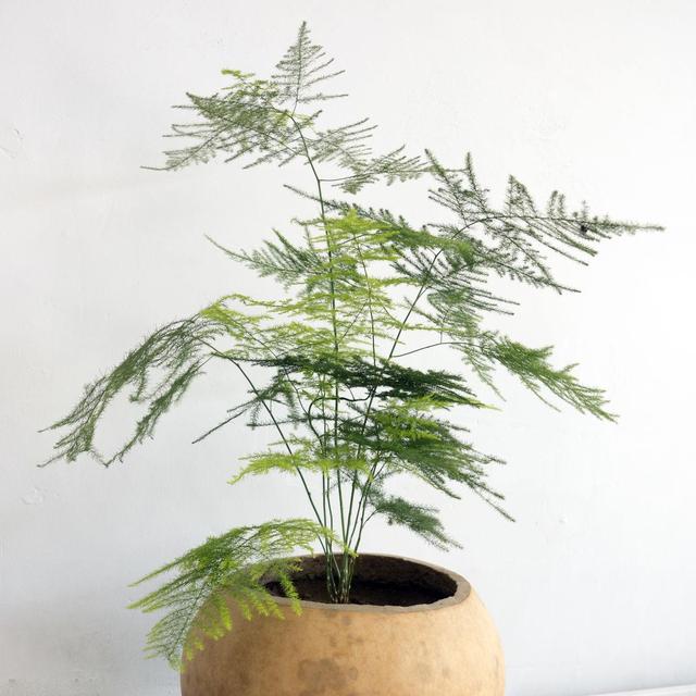 非常適合文竹的肥料,用了之後蹭蹭長,還不招蟲!