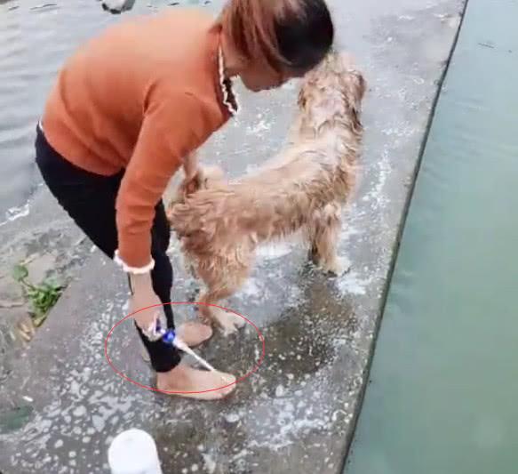 這樣給金毛洗澡的,真的太有才了! 你家狗狗要不要試一下?