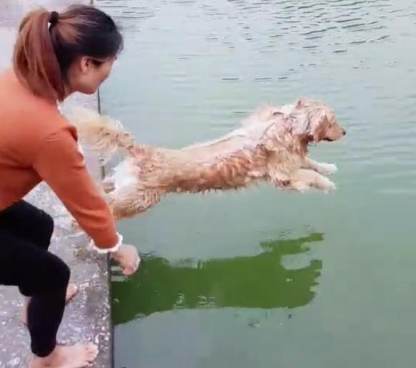 這樣給金毛洗澡的,真的太有才了! 你家狗狗要不要試一下?