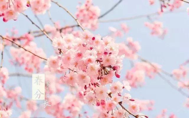 詩詞中,藏著最美的春分!