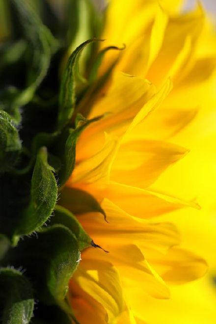 歲月殘敗了年華，思念替代了誓言