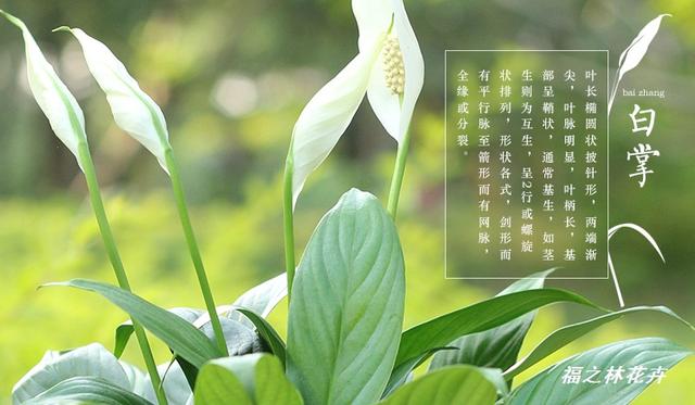 朋友總誇我家美,那是因為家裡有這些綠植,想不美都難
