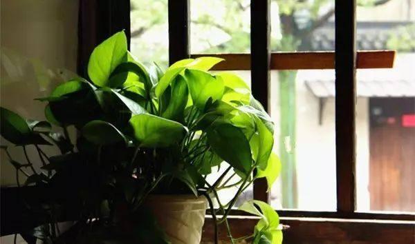 朋友總誇我家美,那是因為家裡有這些綠植,想不美都難